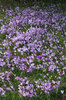 Crocuses