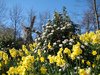 holland flowers
