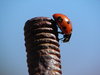 ladybird