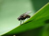fly on