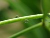 drops reflection