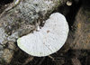 Polypore