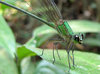 Damselfly