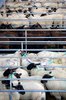 segregated sheep