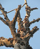 Polypores