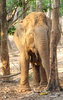 Elephant Dust Bath