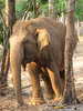 Elephant Dust Bath