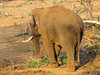 Tusker