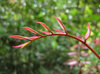 Fresh leaves