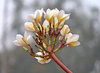 Frangipani