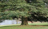 Lakeside conifer