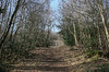 Forest trail