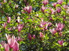 magnolia tree