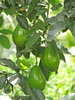 Avocado Pear