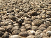 Dry Arecanuts
