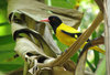 Black-hooded Oriole