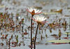 Water Lily