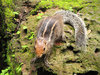 Three-Striped Palm Squirrel