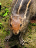 Indian Palm Squirrel