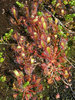 Sundew