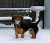 Powderhound!