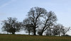 Tree silhouettes