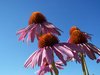 Coneflower