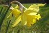 Daffodil