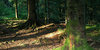 Mossy woodland