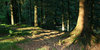 Mossy woodland