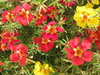 portulaca