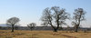 Characterful trees