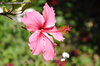 Pink Hibiscus