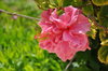 Pink double Hibiscus