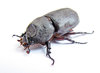 Rhinoceros Beetle