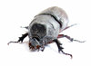 Rhinoceros Beetle