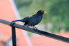 Common Blackbird