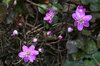 Hepatica