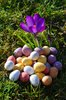 crocus & eggs
