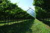 Vineyard
