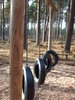 Forest Playpark