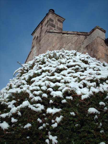 Snowy Bush