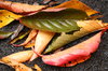 Autumn leaves 2