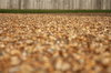Depth of field