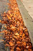 Autumn leaves 1