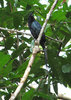 Greater Racket-tailed Drongo