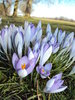Crocus