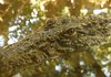 Crocodile 2