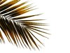 Palm tree leaf