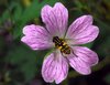 Hoverfly 2